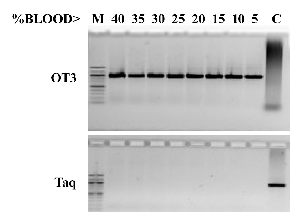 New Taq mutant dramatically outperforms the wild type Taq  and remains functional in at least up to 40% blood.