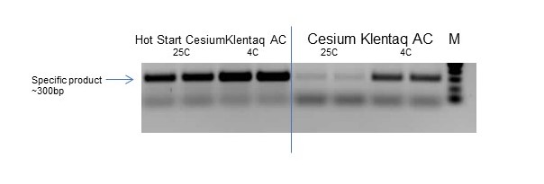 Hot Start Omni Klentaq AC outperforms its standard counterpart in purified DNA