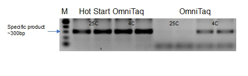 Hot Start OmniTaq Outperforms OmniTaq in Purified DNA