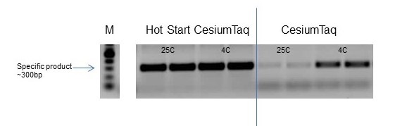 Hot Start CesiumTaq outperforms its standard counterpart in purified DNA