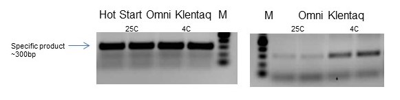 Hot Start Omni Klentaq outperforms its standard counterpart