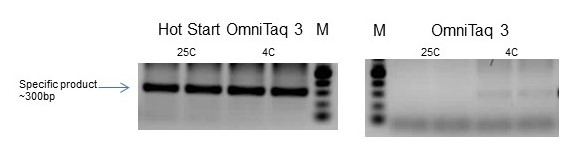 Hot Start OmniTaq 3 outperforms its standard counterpart in purified DNA