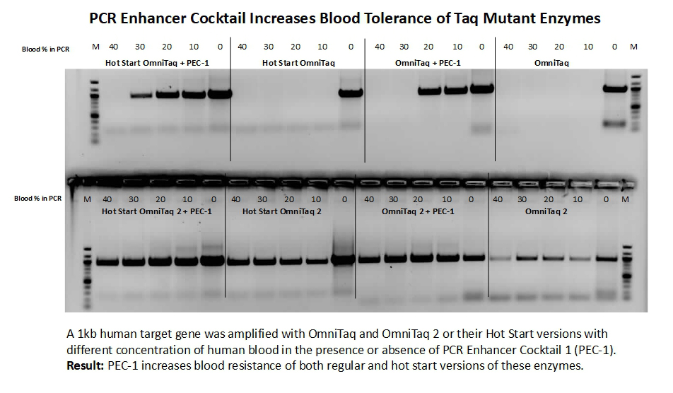 PEC1 increases blood tolerance of Taq mutant enzymes