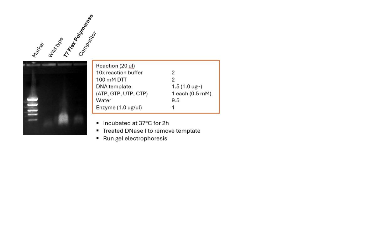 Gel image of DNase treated sample