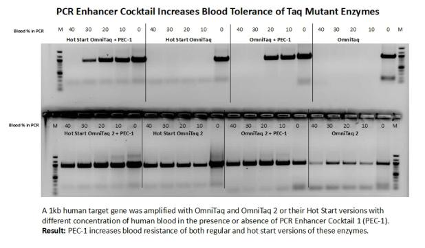 PEC1 increases blood tolerance of Taq mutant enzymes