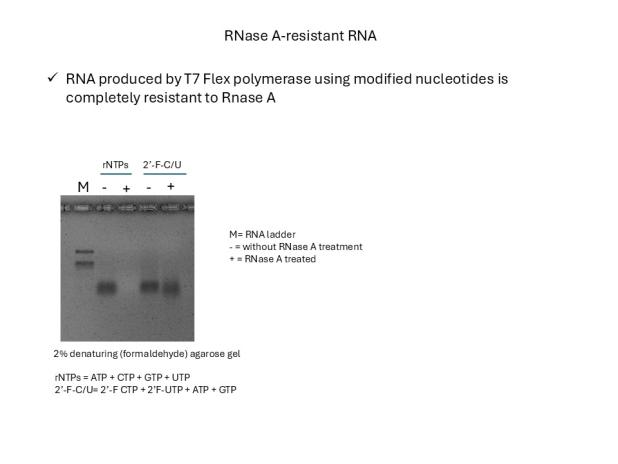 Gel image of T7 Flex with RNase A treatment