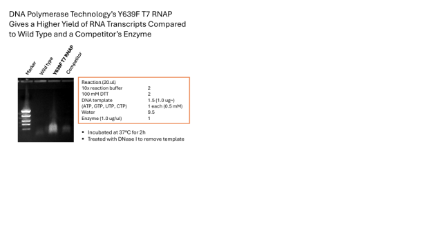 Y639F T7 RNAP Image1