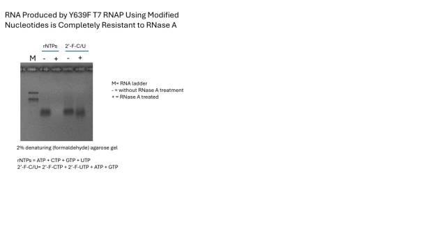 Y639F T7 RNAP Image2
