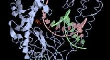 Klentaq1 Enzyme